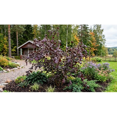 Punapeikonpähkinä (Corylus avellana ‘Rote Contorta’) Punapeikonpähkinä (Corylus avellana ‘Rote Contorta’)